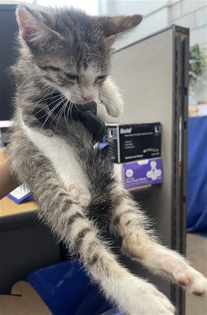 MINT - Domestic Short Hair available for adoption