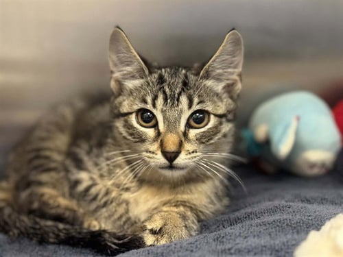 MAZZY - Domestic Short Hair available for adoption