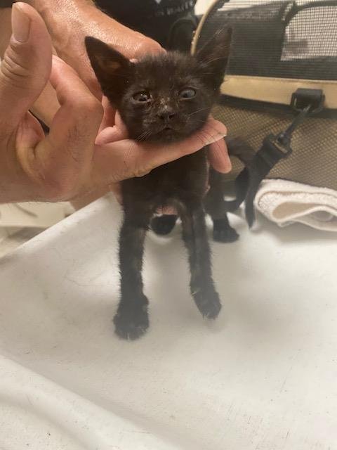 BILLY - Domestic Short Hair available for adoption