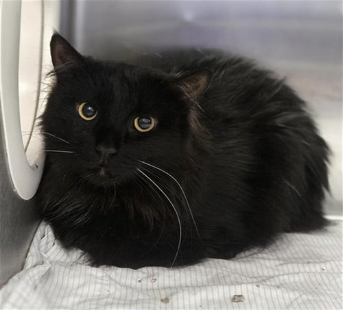GOLDEN - Domestic Long Hair available for adoption