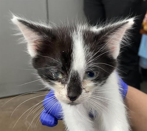 TATUM - Domestic Short Hair available for adoption