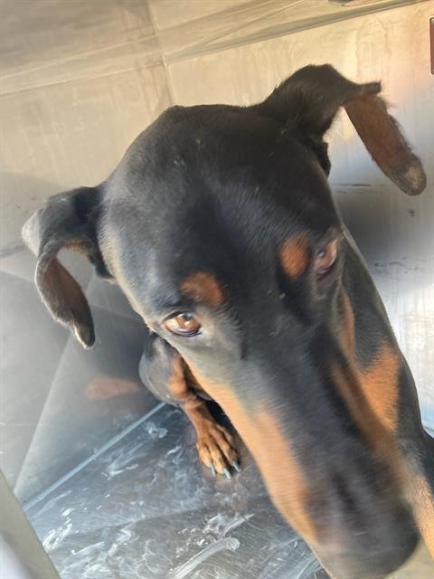 ROSCOE Image
