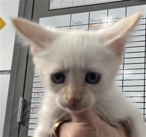 ARTEMIS - Domestic Short Hair available for adoption