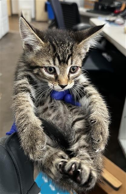 FREEWAY - Domestic Medium Hair available for adoption