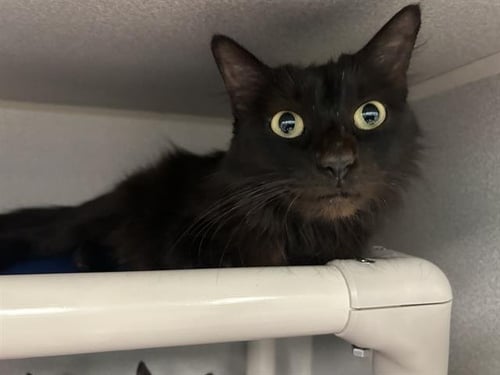 MAMAS - Domestic Short Hair available for adoption