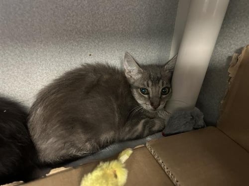 AURORA - Domestic Short Hair available for adoption
