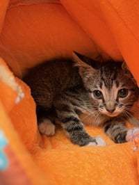 AXLE - Photo 1
