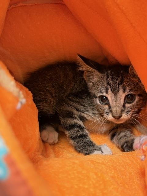 AXLE - Domestic Short Hair available for adoption