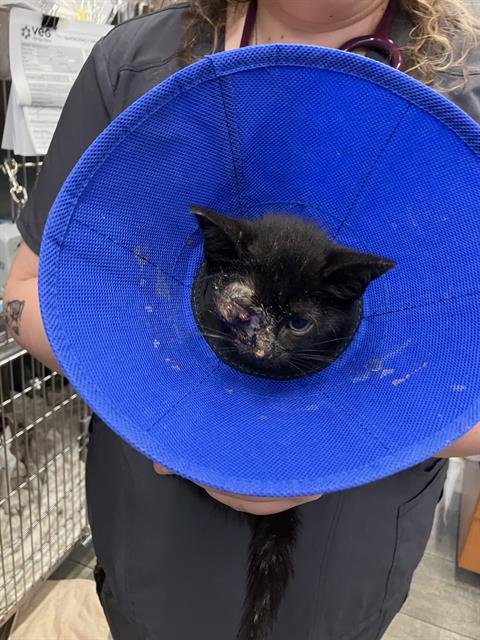 GEO - Domestic Short Hair available for adoption