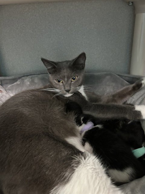 CHYNA - Domestic Short Hair available for adoption