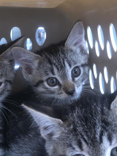 AGNETHA - Domestic Short Hair available for adoption