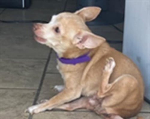 DAISY - Chihuahua available for adoption