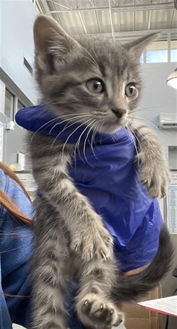 SHEBA - Domestic Short Hair available for adoption