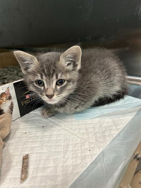 SHEBA - Domestic Short Hair available for adoption