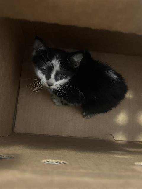 MOO - Domestic Short Hair available for adoption