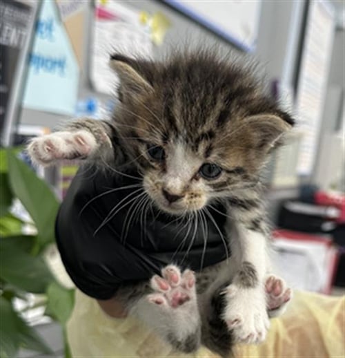 ASHTON - Domestic Short Hair available for adoption