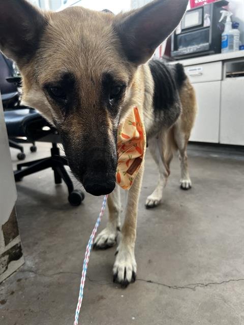 GRACE - German Shepherd Dog available for adoption