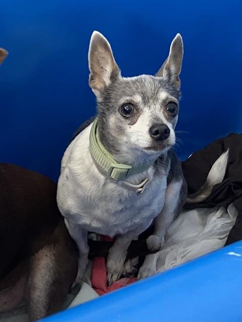 DINGO - Chihuahua available for adoption
