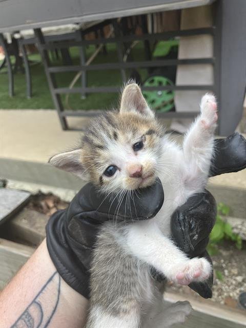 WILLA - Domestic Medium Hair available for adoption