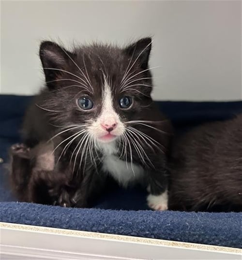 ED - Domestic Short Hair available for adoption