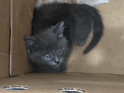 KOVU - Domestic Short Hair available for adoption