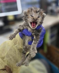 BUTTON - Photo 1