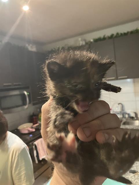 KITTEN 2 - Domestic Medium Hair available for adoption