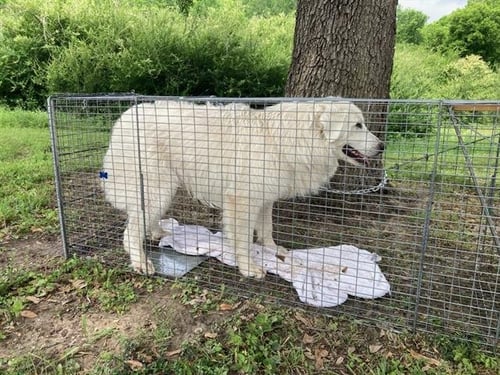 BOBO - Great Pyrenees available for adoption