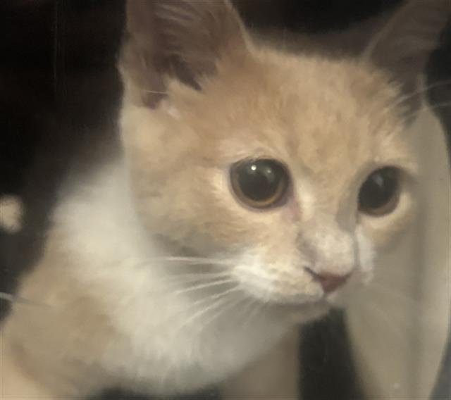 LUCKY - Domestic Short Hair available for adoption