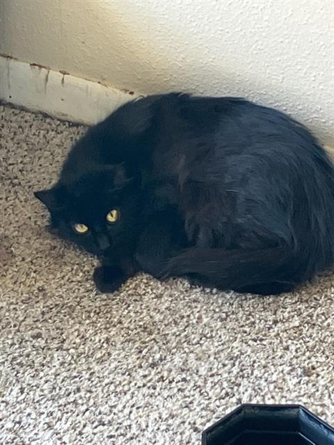ATHENA - Domestic Short Hair available for adoption