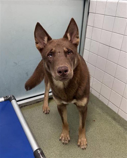 SCOOBY Image