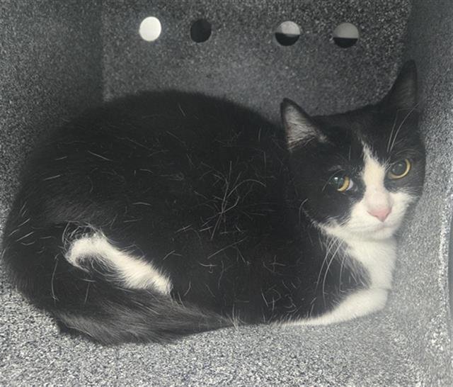 CHARCOAL - Domestic Short Hair available for adoption