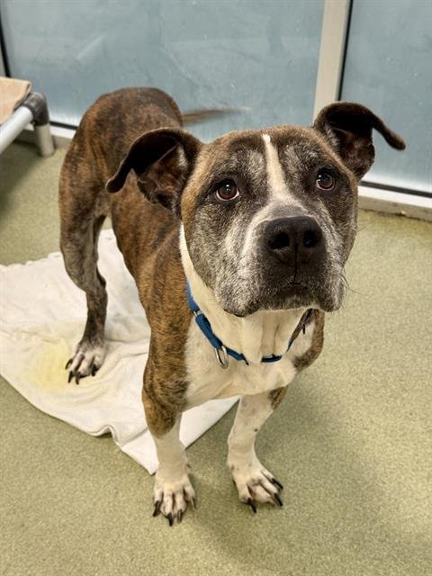 SINBAD - Pit Bull Terrier for adoption in Irving