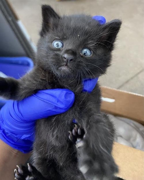 THEODORE - Domestic Short Hair available for adoption