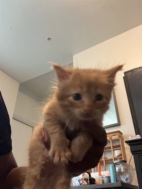 HIKU - Domestic Short Hair available for adoption