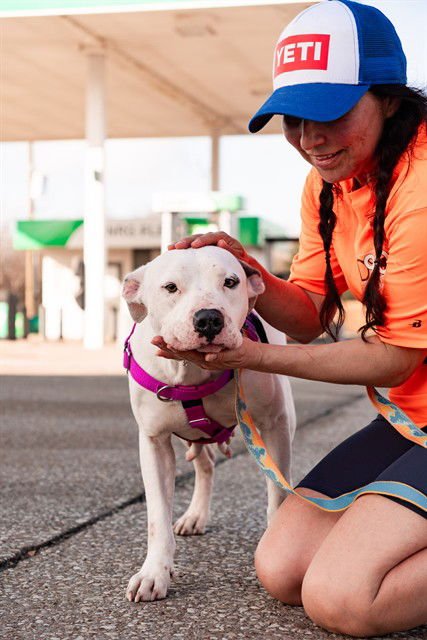 CRYSTAL - Pit Bull Terrier available for adoption