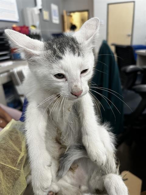 ARNOLD - Domestic Medium Hair available for adoption
