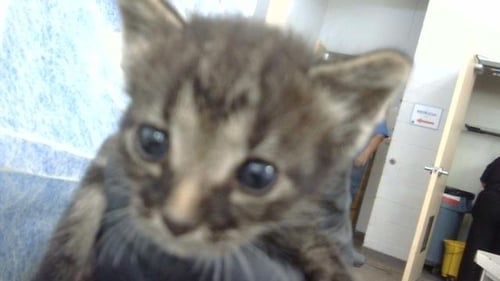 NICOLAS - Domestic Medium Hair available for adoption
