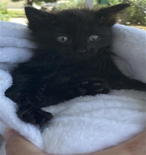 MILES - Domestic Short Hair for adoption in Irving