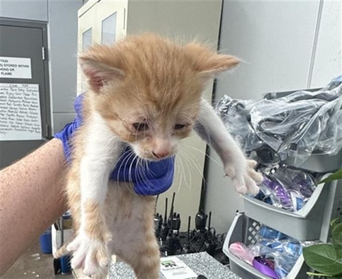 ABASI - Domestic Short Hair available for adoption