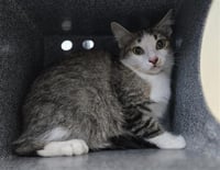 BINX - Photo 1