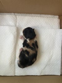 KIWI - Photo 1
