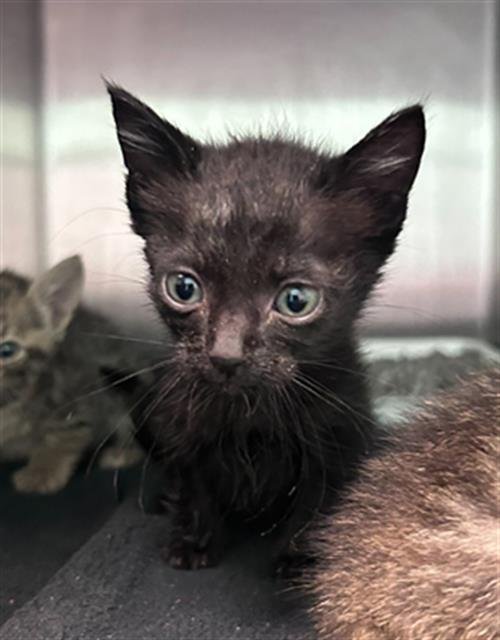 CHIP - Domestic Short Hair available for adoption