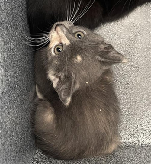 BETTY - Domestic Short Hair available for adoption