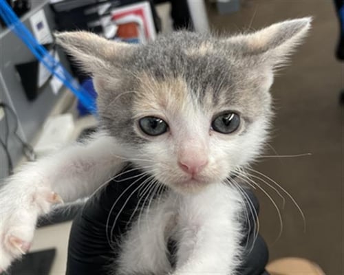 FRIDA - Domestic Short Hair available for adoption