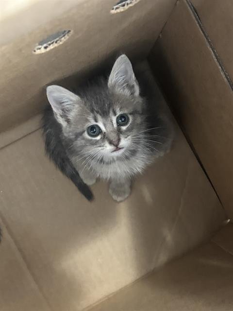 BETTY - Domestic Short Hair available for adoption
