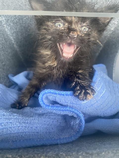 LITTLE RASCAL Image