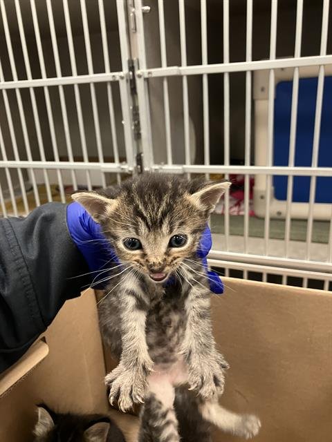 BEAST BOY - Domestic Short Hair available for adoption