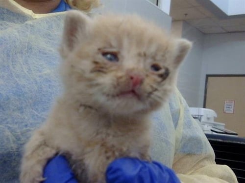 BRIAR - Domestic Medium Hair available for adoption