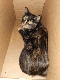 FRANCINE - Photo 1
